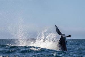 gobba balena slapping coda nel cabo san lucas foto