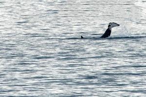 orca coda slapping nel mediterraneo mare foto