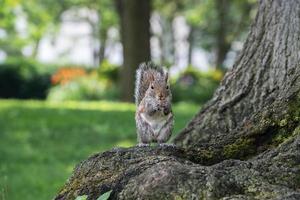 grigio scoiattolo su il verde ritratto Guarda a voi foto