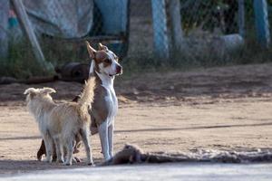 vagabondo cani insieme foto