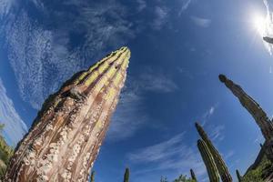 California gigante deserto cactus vicino su foto