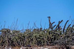 airone nido su un' cactus nel baja California sur Messico foto