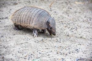 Sud America armadillo vicino su ritratto foto