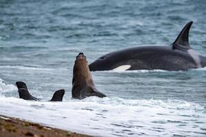 orca attacco un' foca su il spiaggia foto