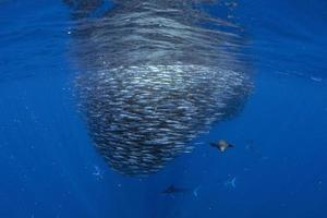 a strisce Marlin a caccia nel sardina esca palla nel Pacifico oceano foto