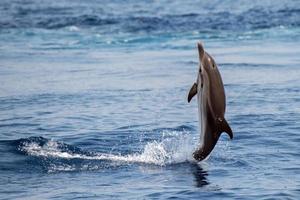 delfino mentre salto nel il in profondità blu mare foto