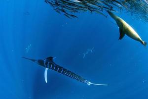 a strisce Marlin e mare Leone a caccia nel sardina esca palla nel Pacifico oceano foto