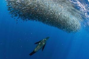 a strisce Marlin e mare Leone a caccia nel sardina esca palla nel Pacifico oceano foto