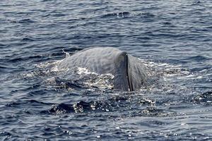 dorsale pinna dettaglio di sperma balena a tramonto nel Genova Italia balena Guardando foto