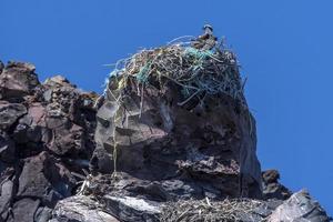 falco pescatore nido fatto di plastica foto