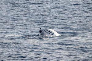 pinna balena danneggiato nel nave collisione elica cartello su corpo foto