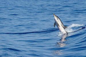 a strisce delfino mentre salto nel il in profondità blu mare foto