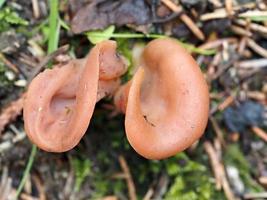 craterellus cornucopioides fungo foto