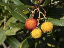 fragola frutta albero nel liguria, Italia foto