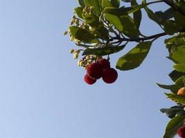 fragola frutta albero nel liguria, Italia foto