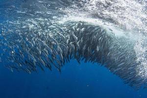 a strisce Marlin e mare Leone a caccia nel sardina esca palla nel Pacifico oceano foto