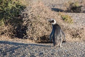 patagonia pinguino vicino su ritratto su il spiaggia foto