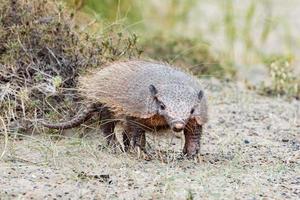 patagonia armadillo vicino su ritratto foto