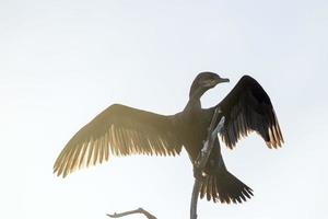 controluce cormorano ritratto vicino su dettaglio foto