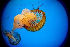 Medusa isolato su blu mare vicino su dettaglio foto