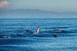 delfino mentre salto nel il in profondità blu mare foto