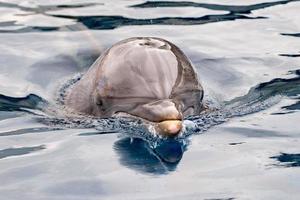 delfino vicino su ritratto dettaglio mentre guardare a voi foto