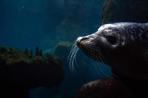 neonato cucciolo monaco grigio foca In arrivo per voi foto