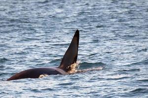 orca uccisore balena dentro Genova habor nel mediterraneo mare In arrivo a partire dal Islanda foto