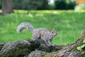 grigio scoiattolo su il verde ritratto Guarda a voi foto