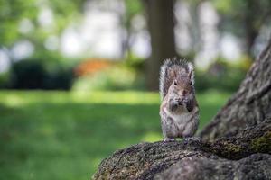 grigio scoiattolo su il verde ritratto Guarda a voi foto