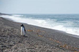 patagonia pinguino vicino su ritratto Guarda a voi foto
