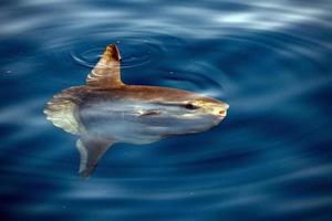 sunfish subacqueo mentre mangiare Medusa foto