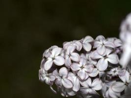 syringa volgare iliaco fiore vicino su foto