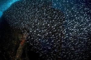 dentro bicchiere Pesci gigante esca palla foto