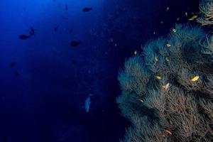 corallo rocce e Pesci parete subacqueo paesaggio panorama foto