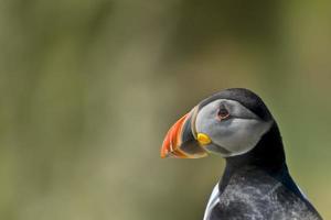 un' colorato puffino ritratto isolato nel naturale ambiente su verde sfondo foto