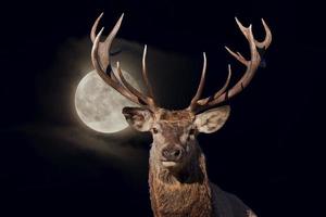 maschio rosso cervo ritratto guardare a voi su pieno Luna nero sfondo foto
