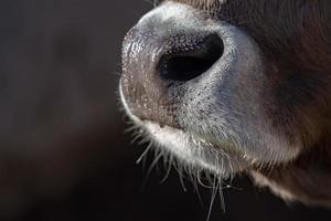 mucca bagnato naso vicino su dettaglio foto