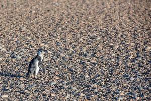 neonato bambino patagonia pinguino vicino su ritratto foto