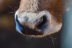 mucca bagnato naso vicino su dettaglio foto