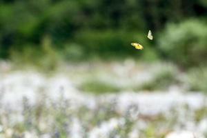 amore flyi di farfalla su erba sfondo foto