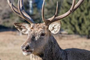 maschio rosso cervo ritratto guardare a voi foto