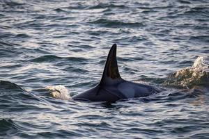 orca uccisore balena nel mediterraneo mare foto