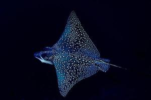 aquila raggio manta mentre immersione nel Maldive foto