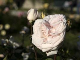 raro rosa fiore a coltivazione giardino specie Principe giardiniere foto