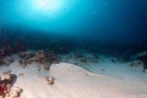 gigante pastinaca nera Stingray pesce nascondiglio nel il sabbia foto
