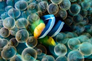 torcere mossa effetto clown pesce dentro rosso anemone nel malva foto