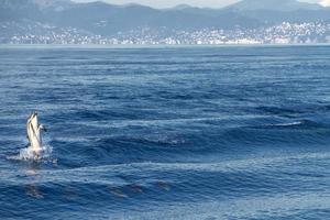 a strisce delfini mentre salto nel il in profondità blu mare foto