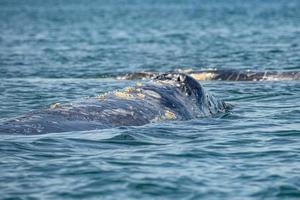 grigio balena naso in viaggio Pacifico oceano mentre soffiaggio foto