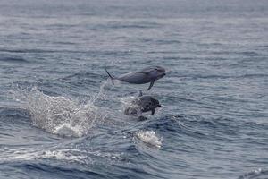 a strisce delfino mentre salto nel il in profondità blu mare foto